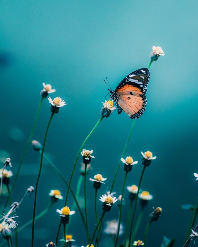 Butterfly on Flower